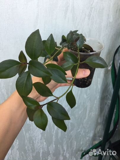 Нематантус