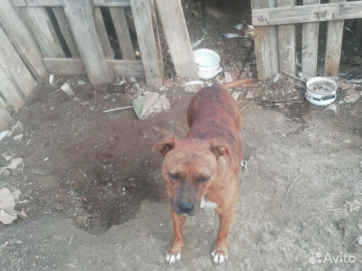 Тигровый питбуль