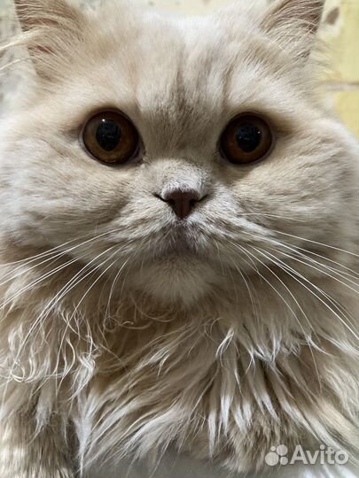 Персидская