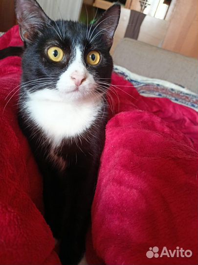 Котик в добрые руки