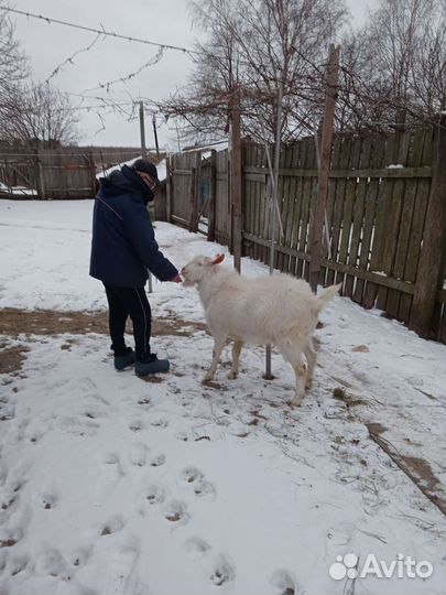 Продается козлик