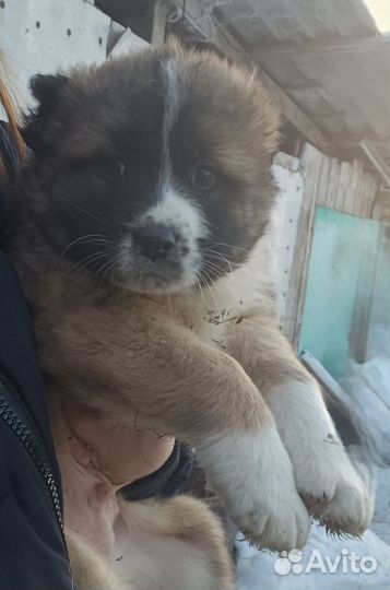 Среднеазиатская овчарка алабай щенки