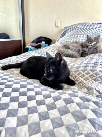 Котенок Шуршик