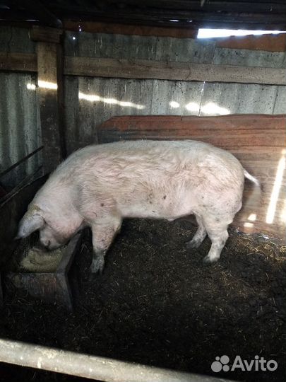 Хряк на племя