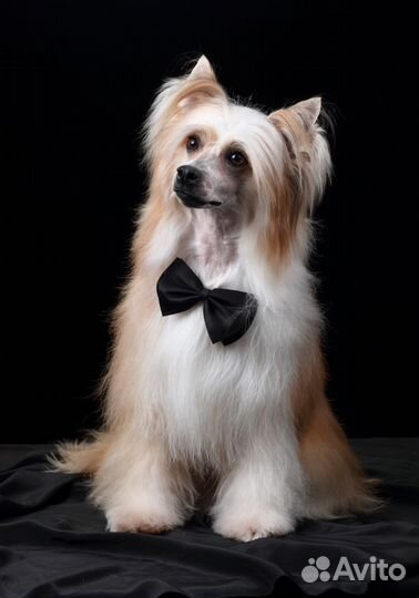 Стрижка собак и кошек (груминг), выставки