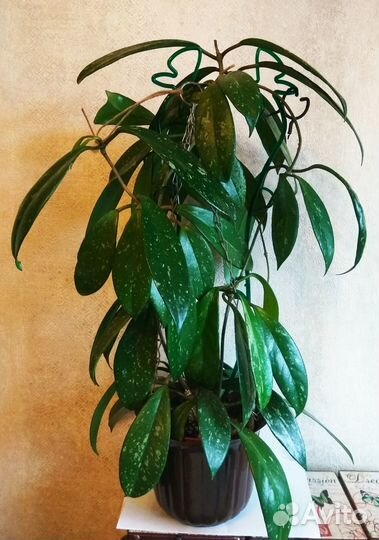 Хойя пубикаликс/hoya pubicalyx splash