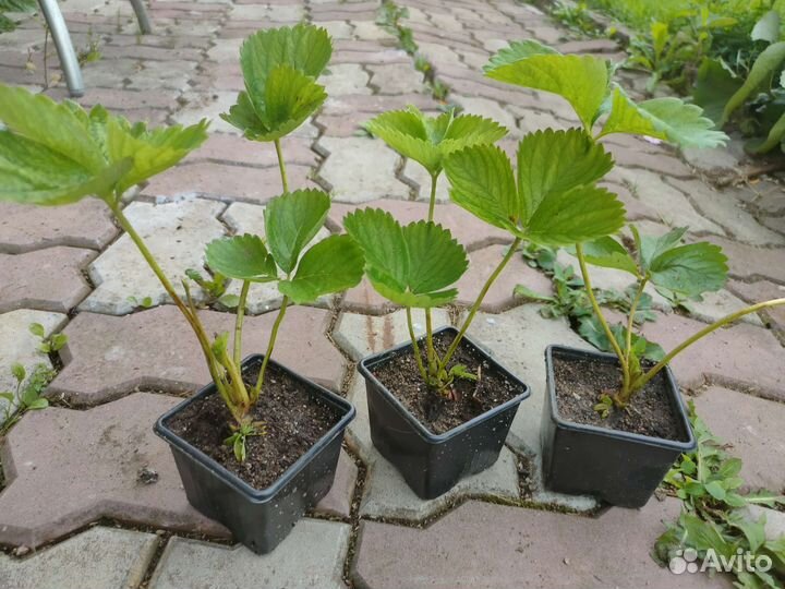 Клубника усы Элиане