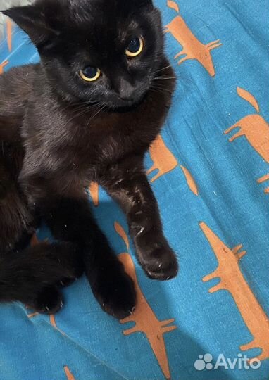 Британский котенок чистокровный