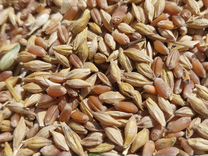 Ячмень с пшеницей урожай 2024