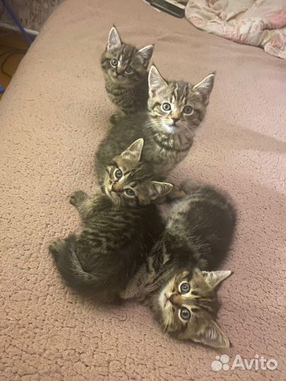 Котята в добрые руки даром бесплатно