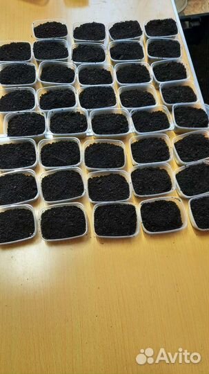 Черви дендробена