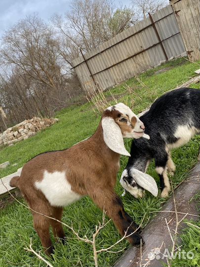 Англо нубийские козлята