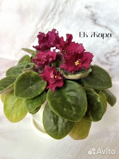 Фиалки коллекция