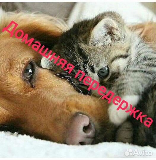 Передержка домашних животных