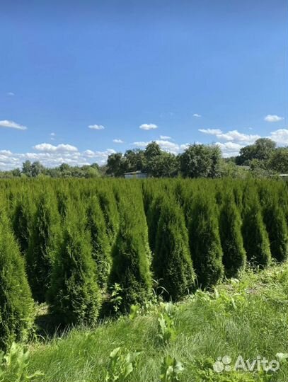 Туя Смарагд 80 см