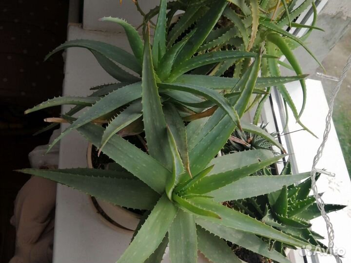 Алоэ вера 2, 5 года