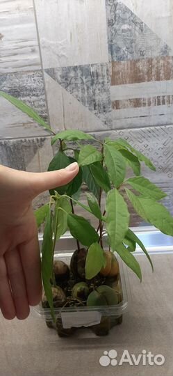 Деревца авокадо