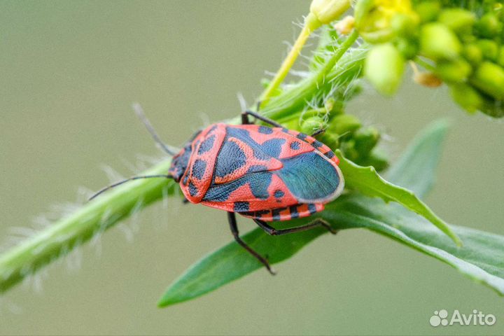 Fujifilm XF 80mm f/2.8 R LM OIS WR Macro