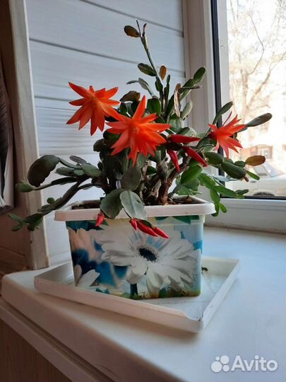 Цветок декабрист шлюмбергер