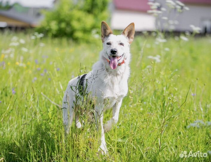Небольшая собака в добрые руки