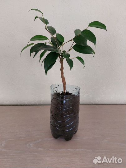 Фикус бенджамина