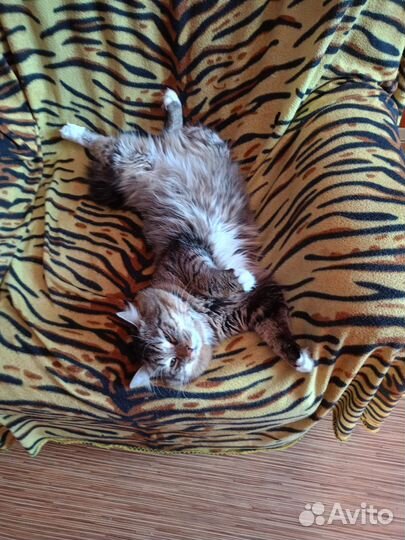 Домашние животные котята