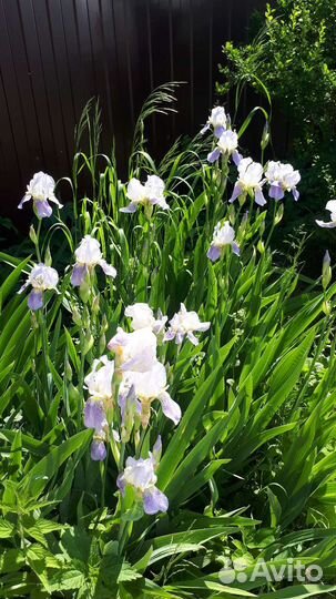 Ирисы бородатые и болотный