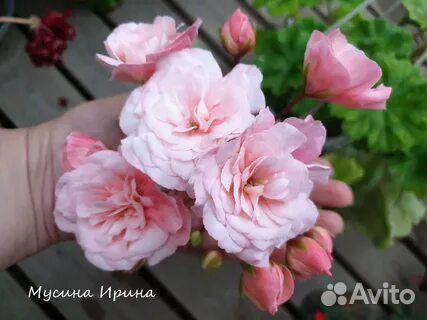 Пеларгония сортовая Леона Галактика