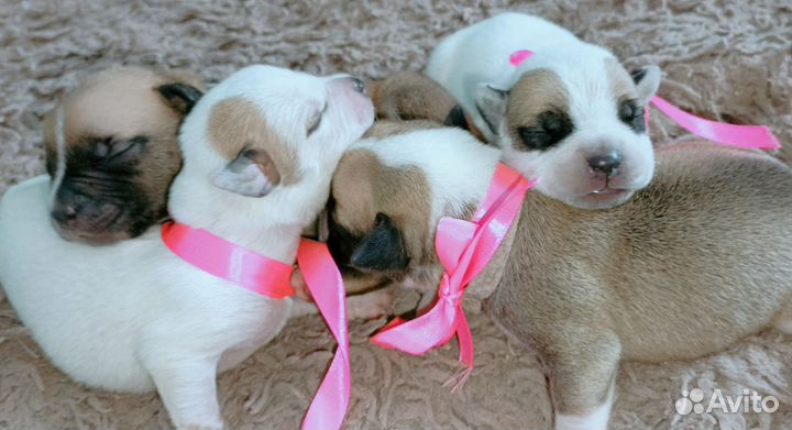 Американский питбультерьер