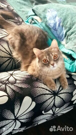 Молодая кошечка