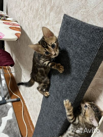 Бенгальские котята