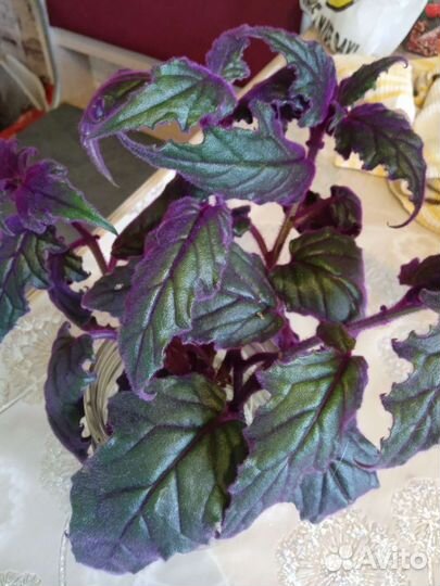 Комнатные цветы