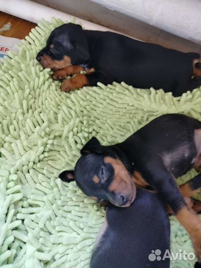 Щенки цвергпинчера