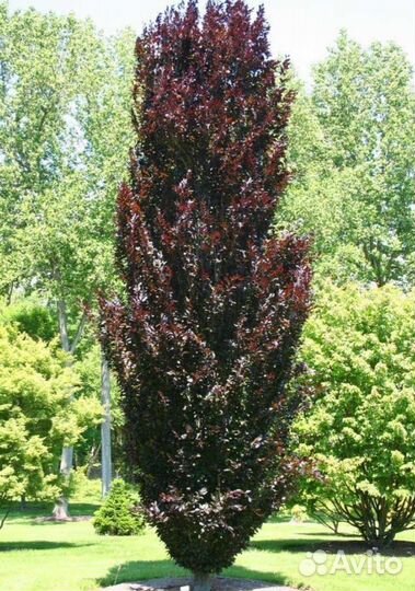 Тополь с бордовым листом экзотика