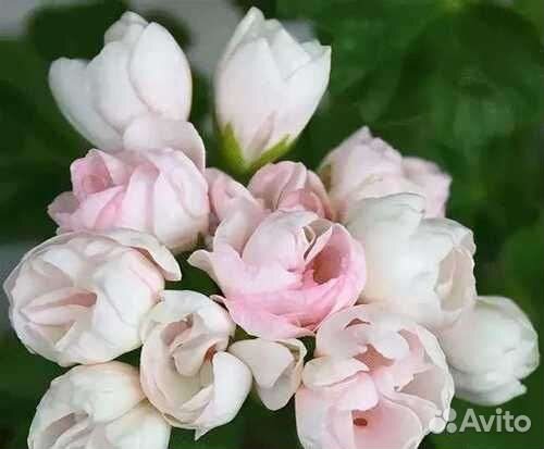 Пеларгония гераньтюльпановидная