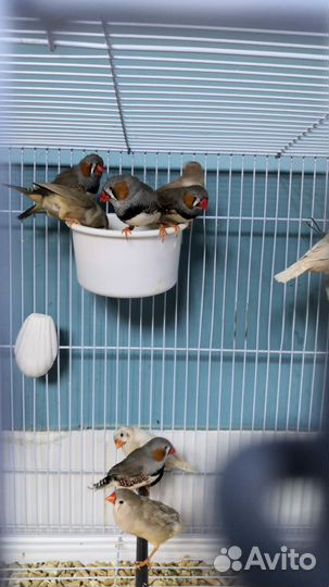 Амадины зебровые