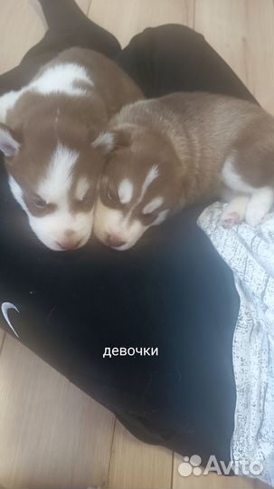 Щенки сибирской хаски