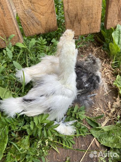 Цыплята породистых куриц шелки