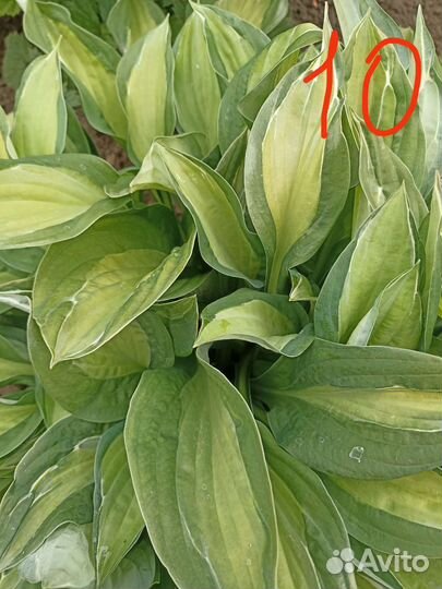 Хоста растение