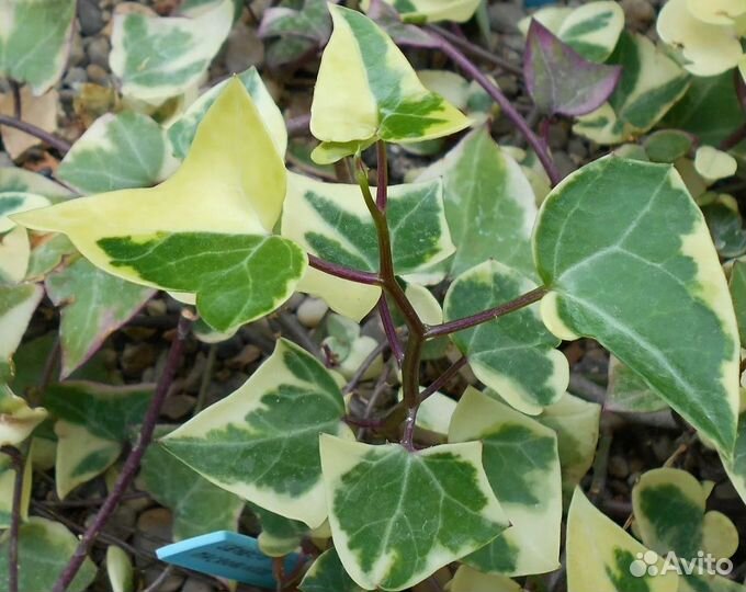 Комнатные растения цветы