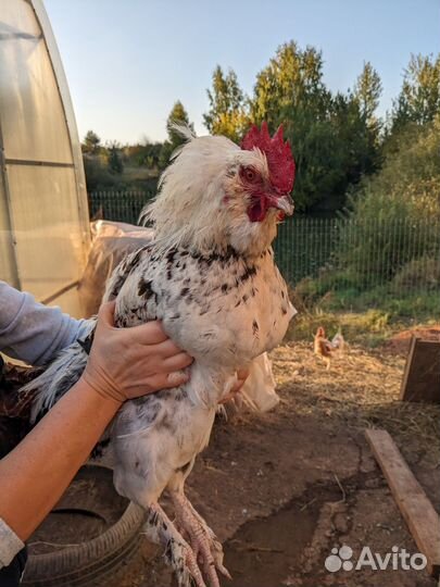 Петух, породы Февароль