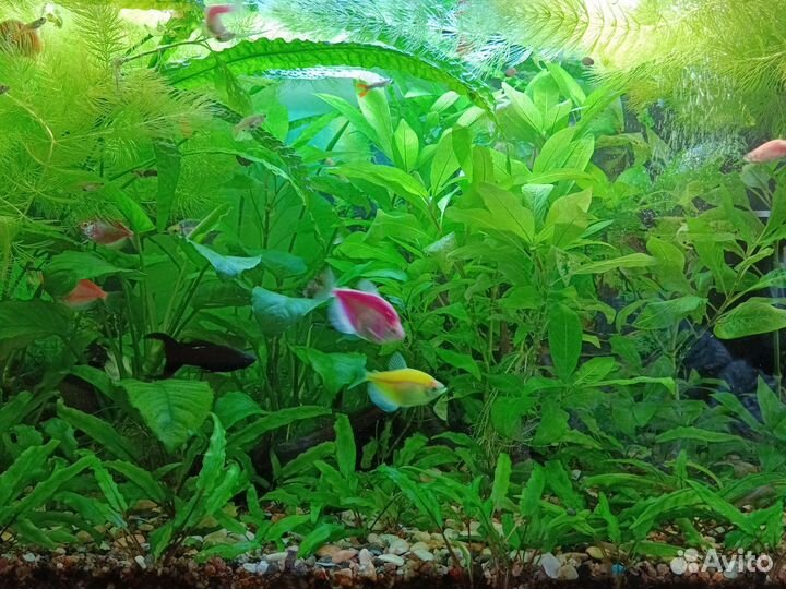 Аквариумное растение лимонник,криптокорина