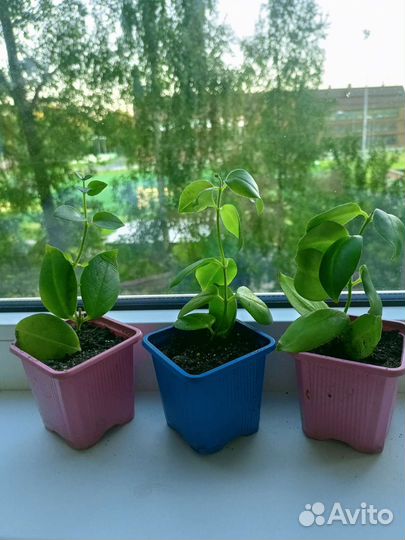 Эсхинантус