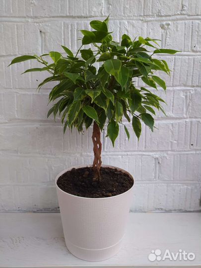 Фикус бенджамина плетеный