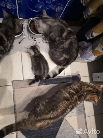 Шотландский