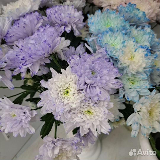 Хризантема