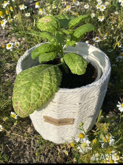 Коробки, горшки, стаканы