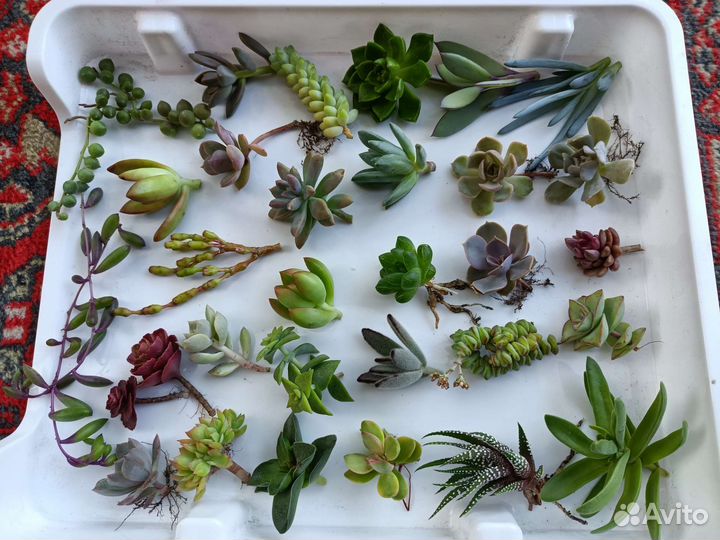 Суккуленты набор