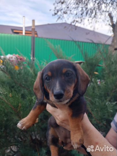 Щенки таксы