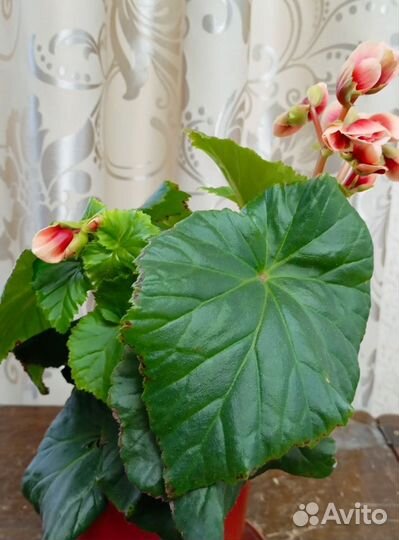 Бегония бориас